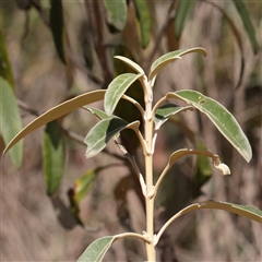 Olearia megalophylla (Large-leaf Daisy-bush) at Tharwa, ACT - 10 Apr 2025 by ConBoekel