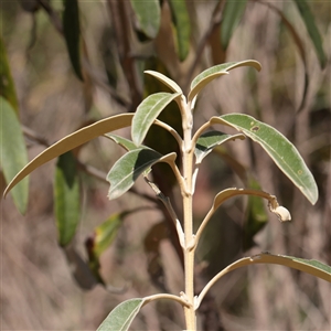 Unverified Other Shrub at Tharwa, ACT - 10 Apr 2025 by ConBoekel