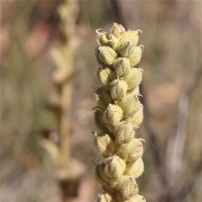 Verbascum thapsus subsp. thapsus (Great Mullein, Aaron's Rod) at Tharwa, ACT - 10 Apr 2025 by ConBoekel