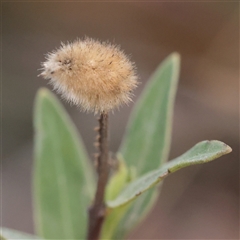 Unverified Daisy at Tharwa, ACT - 10 Apr 2025 by ConBoekel
