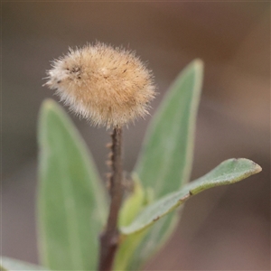 Unverified Daisy at Tharwa, ACT - 10 Apr 2025 by ConBoekel