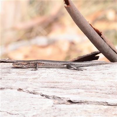 Pseudemoia entrecasteauxii (Woodland Tussock-skink) at Tharwa, ACT - 10 Apr 2025 by ConBoekel