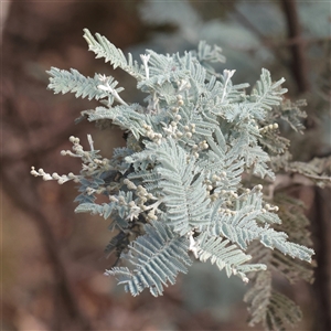 Unverified Lichen at Tharwa, ACT - 10 Apr 2025 by ConBoekel