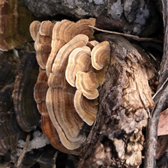 Trametes versicolor (Turkey Tail) at Tharwa, ACT - 10 Apr 2025 by ConBoekel