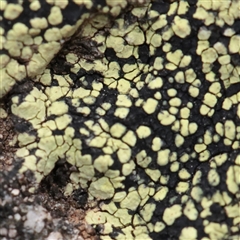 Unverified Lichen at Tharwa, ACT - 10 Apr 2025 by ConBoekel