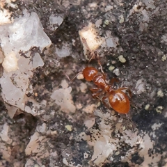 Pheidole sp. (genus) at Tharwa, ACT - 10 Apr 2025 by ConBoekel