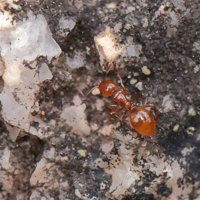 Pheidole sp. (genus) at Tharwa, ACT - 10 Apr 2025 by ConBoekel