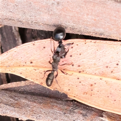 Rhytidoponera sp. (genus) (Rhytidoponera ant) at Tharwa, ACT - 10 Apr 2025 by ConBoekel
