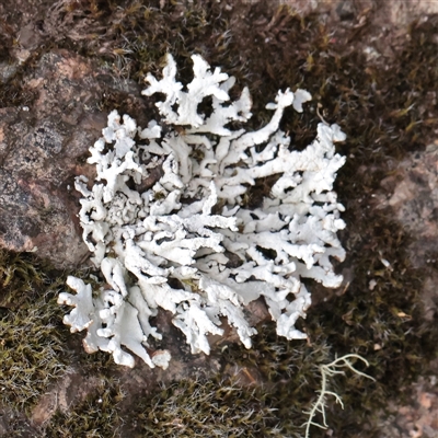 Unverified Lichen at Tharwa, ACT - 10 Apr 2025 by ConBoekel