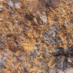 Unverified Lichen at Tharwa, ACT - 10 Apr 2025 by ConBoekel