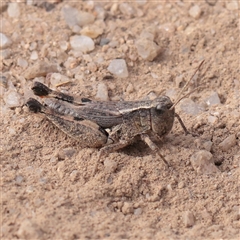 Phaulacridium vittatum (Wingless Grasshopper) at Tharwa, ACT - 10 Apr 2025 by ConBoekel