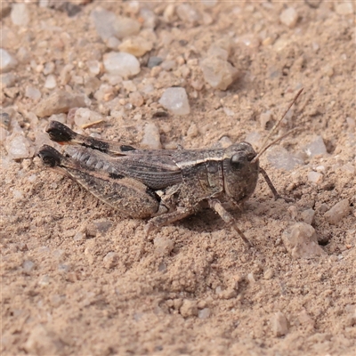 Phaulacridium vittatum (Wingless Grasshopper) at Tharwa, ACT - 10 Apr 2025 by ConBoekel