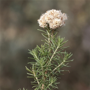 Unverified Other Shrub at Tharwa, ACT - 10 Apr 2025 by ConBoekel
