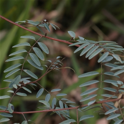 Indigofera australis subsp. australis (Australian Indigo) at Tharwa, ACT - 10 Apr 2025 by ConBoekel