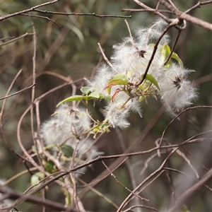 Clematis aristata (Mountain Clematis) at Tharwa, ACT - 10 Apr 2025 by ConBoekel