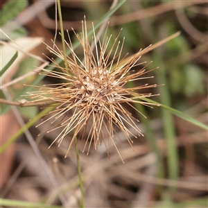 Unverified Other Wildflower or Herb at Tharwa, ACT - 10 Apr 2025 by ConBoekel