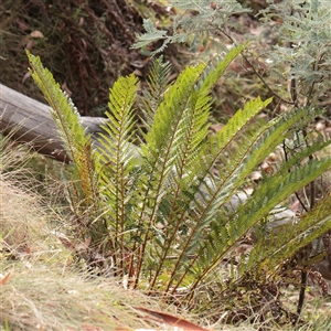 Unverified Fern or Clubmoss at Tharwa, ACT - 10 Apr 2025 by ConBoekel