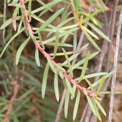 Persoonia chamaepeuce (Dwarf Geebung) at Tharwa, ACT - 10 Apr 2025 by ConBoekel