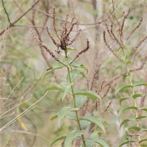Unverified Other Wildflower or Herb at Tharwa, ACT - 10 Apr 2025 by ConBoekel