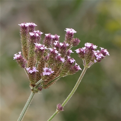 Verbena incompta (Purpletop) at Tharwa, ACT - 10 Apr 2025 by ConBoekel