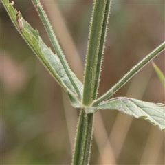 Verbena incompta at Tharwa, ACT - 10 Apr 2025 03:35 PM