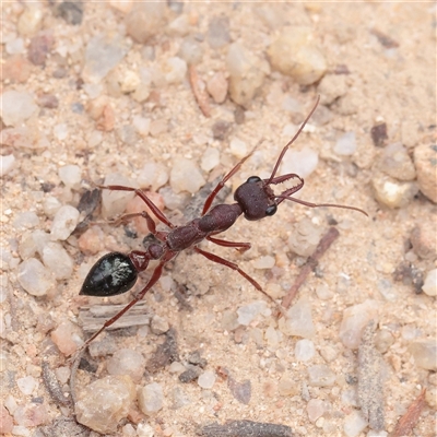 Myrmecia sp. (genus) (Bull ant or Jack Jumper) at Tharwa, ACT - 10 Apr 2025 by ConBoekel
