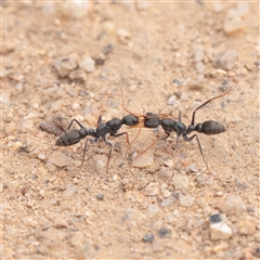 Myrmecia sp., pilosula-group (Jack jumper) at Tharwa, ACT - 10 Apr 2025 by ConBoekel