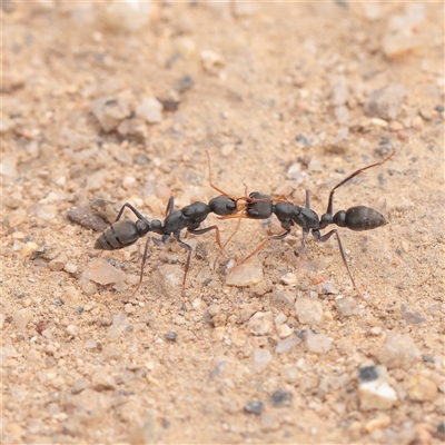 Myrmecia sp., pilosula-group (Jack jumper) at Tharwa, ACT - 10 Apr 2025 by ConBoekel