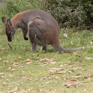 Notamacropus rufogriseus (Red-necked Wallaby) at Tharwa, ACT - 10 Apr 2025 by ConBoekel
