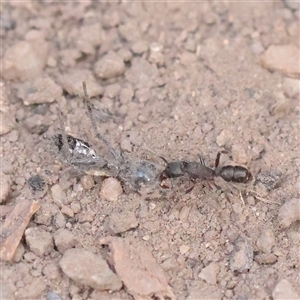 Rhytidoponera sp. (genus) (Rhytidoponera ant) at Tharwa, ACT - 10 Apr 2025 by ConBoekel