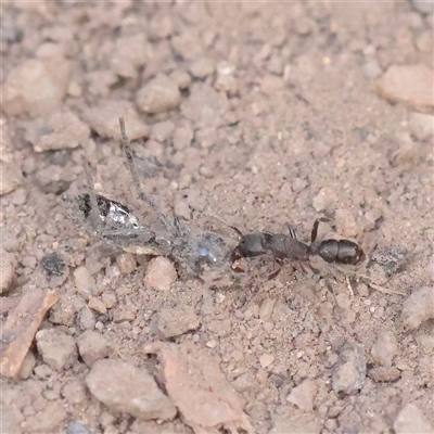Rhytidoponera sp. (genus) (Rhytidoponera ant) at Tharwa, ACT - 10 Apr 2025 by ConBoekel
