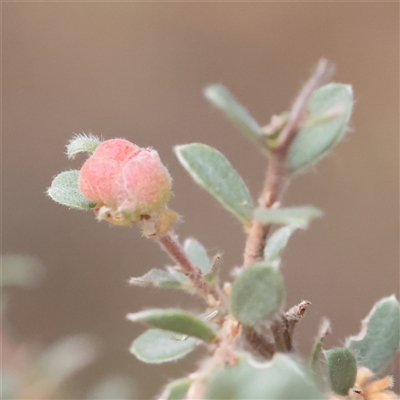 Unverified Other Shrub at Tharwa, ACT - 10 Apr 2025 by ConBoekel