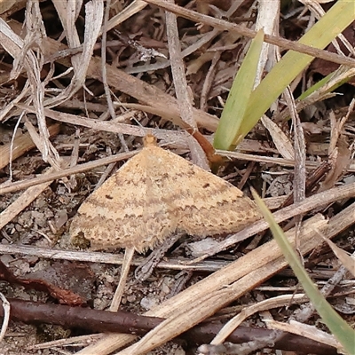 Scopula rubraria (Reddish Wave, Plantain Moth) at Tharwa, ACT - 10 Apr 2025 by ConBoekel