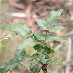 Berberis aquifolium (Oregon Grape) at Tharwa, ACT - 10 Apr 2025 by ConBoekel
