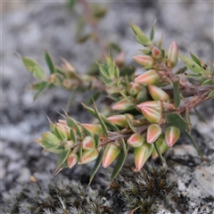 Unverified Other Shrub at Tharwa, ACT - 10 Apr 2025 by ConBoekel