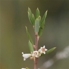 Lissanthe strigosa subsp. subulata (Peach Heath) at Tharwa, ACT - 10 Apr 2025 by ConBoekel