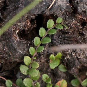 Unverified Other Wildflower or Herb at Tharwa, ACT - 10 Apr 2025 by ConBoekel