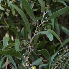 Acacia melanoxylon (Blackwood) at Tharwa, ACT - 11 Apr 2025 by ConBoekel