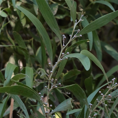 Acacia melanoxylon (Blackwood) at Tharwa, ACT - 11 Apr 2025 by ConBoekel