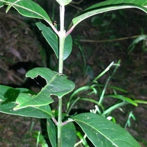 Rhodomyrtus psidioides (native guava) at Hydes Creek, NSW - Yesterday by NJ