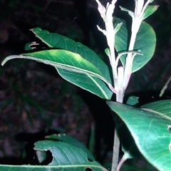 Rhodomyrtus psidioides at Hydes Creek, NSW - suppressed