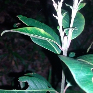Rhodomyrtus psidioides at Hydes Creek, NSW - suppressed