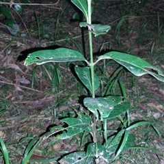 Rhodomyrtus psidioides at Hydes Creek, NSW - suppressed