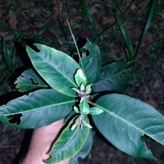 Rhodomyrtus psidioides at Hydes Creek, NSW - suppressed