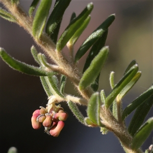 Unverified Other Shrub at Tharwa, ACT - 11 Apr 2025 by ConBoekel