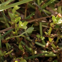 Gratiola peruviana (Australian Brooklime) at Tharwa, ACT - 11 Apr 2025 by ConBoekel
