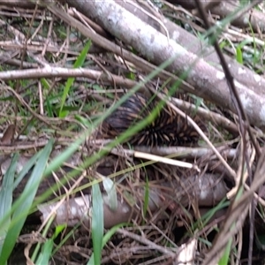 Tachyglossus aculeatus (Short-beaked Echidna) at Hydes Creek, NSW - 18 Jun 2025 by NJ