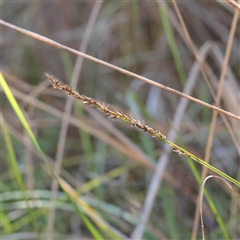 Carex appressa (Tall Sedge) at Tharwa, ACT - 11 Apr 2025 by ConBoekel
