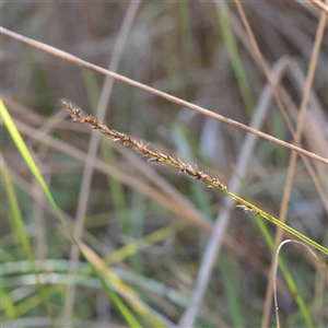 Lepidosperma laterale at Tharwa, ACT - 11 Apr 2025 by ConBoekel