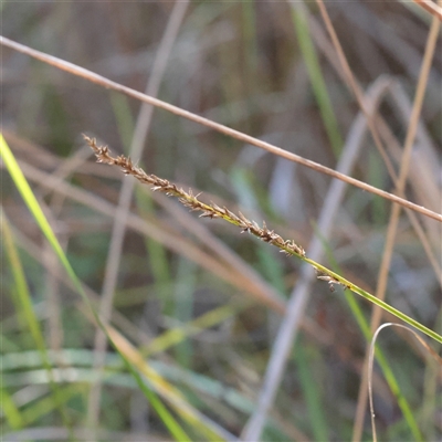 Carex appressa (Tall Sedge) at Tharwa, ACT - 11 Apr 2025 by ConBoekel